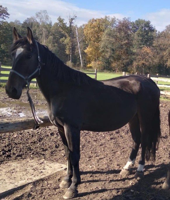 Klacz Orchidea 7 letnia