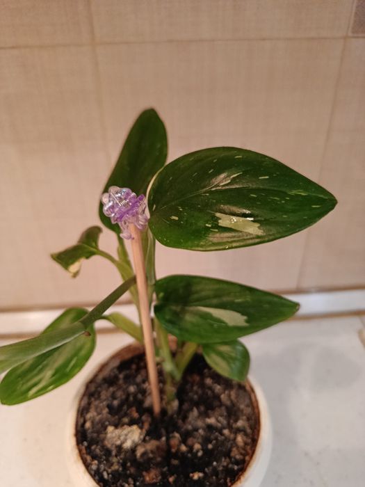 Філодендрон Кобра біла