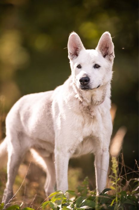 Dasti pilnie szuka domu