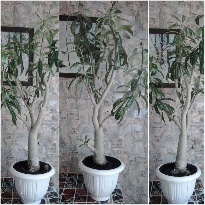 БОЛЬШИЕ - Пальма, Адениум, Гранат на штамбе, Эхинопсис, Хлорофитумы