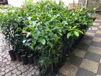 Planta Limoeiro Lunar