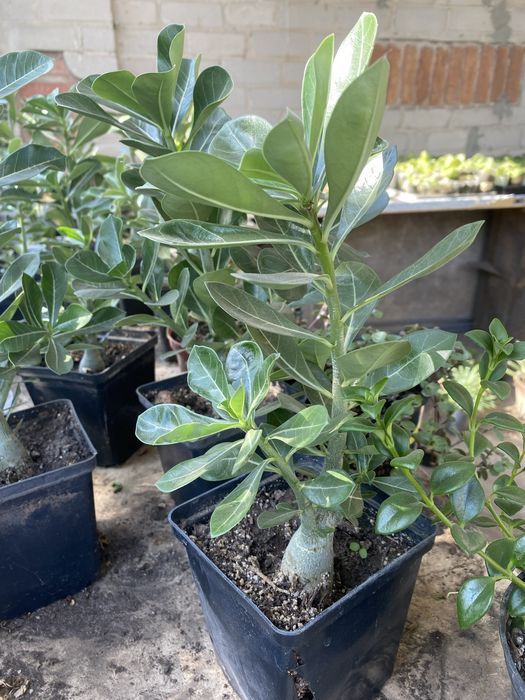 Аденіум, вирощенний з насіння