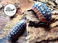 Armadillidium werneri pakiet isopod prosionki kulanki ekia sprzątająca