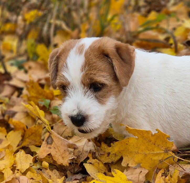 Jack Russell Terrier rodowodowy piesek ZKwP / FCI