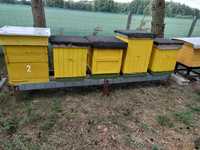 Ule wielkopolskie drewniane  korpusowe pszczoły rodziny