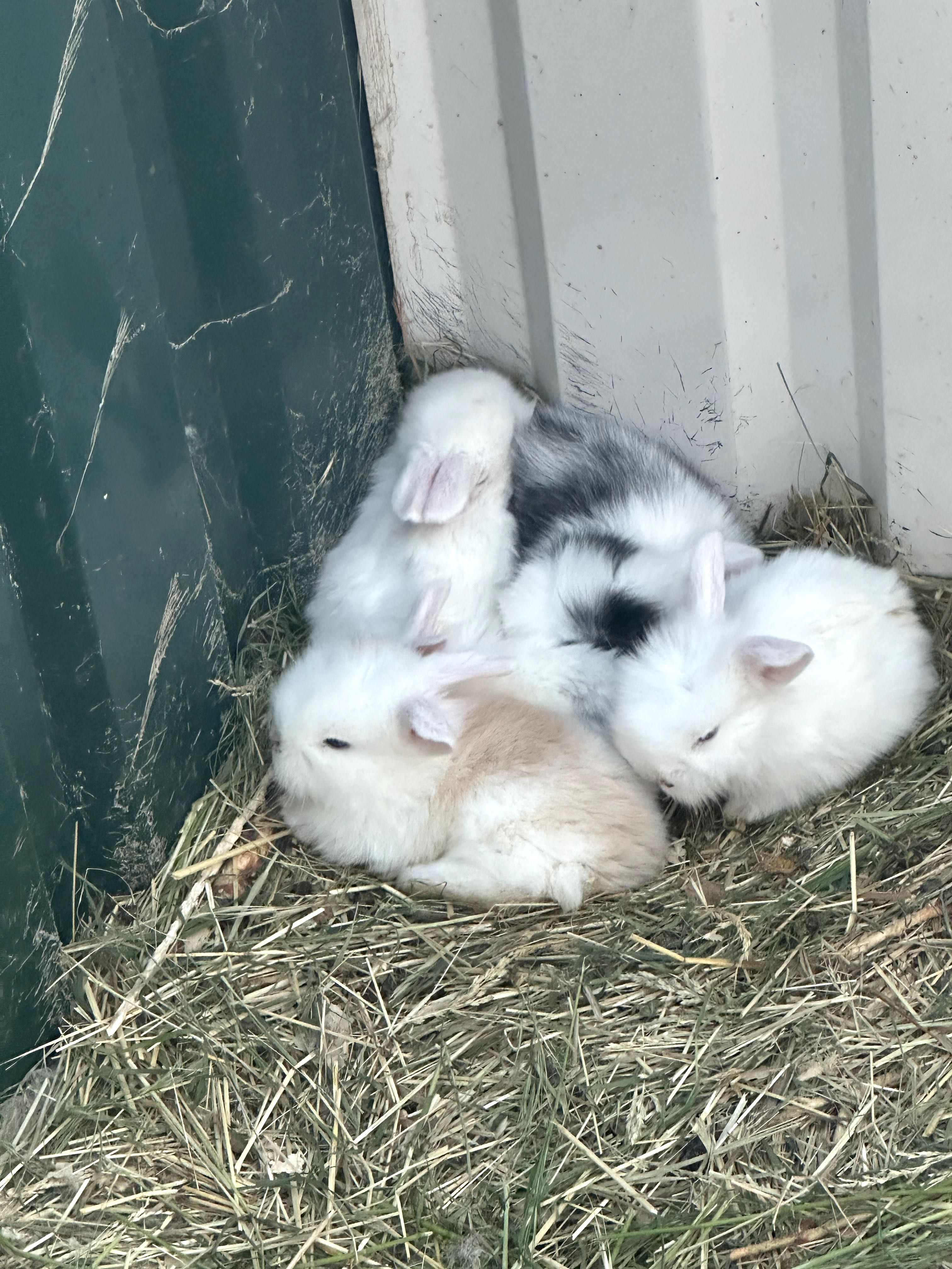 Домашні карликові, вісловухі кролики