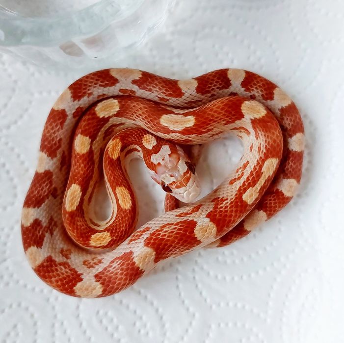 Wąż zbożowy ultramel motley