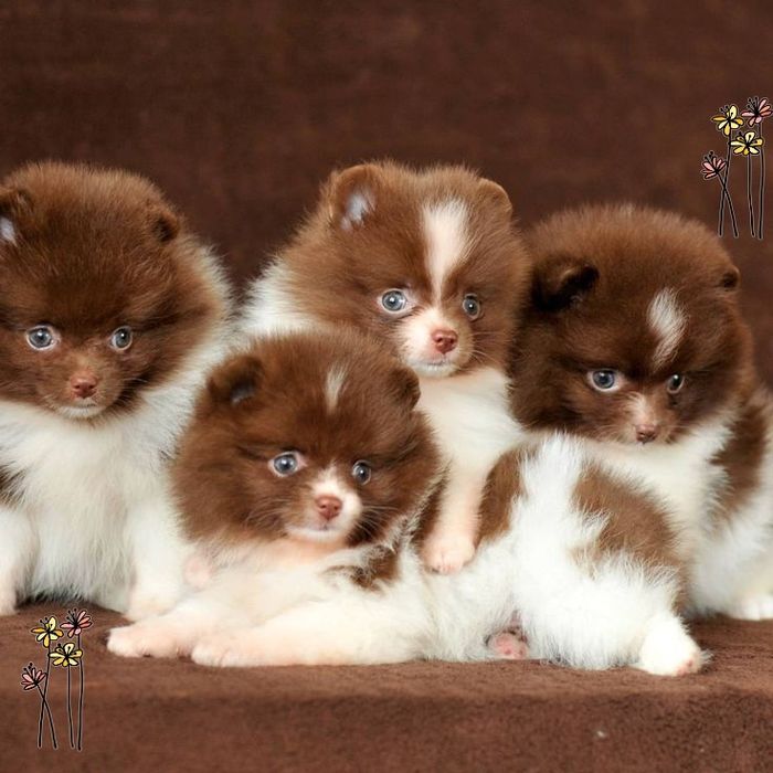 Щенки померанского шпица. Интересный окрас