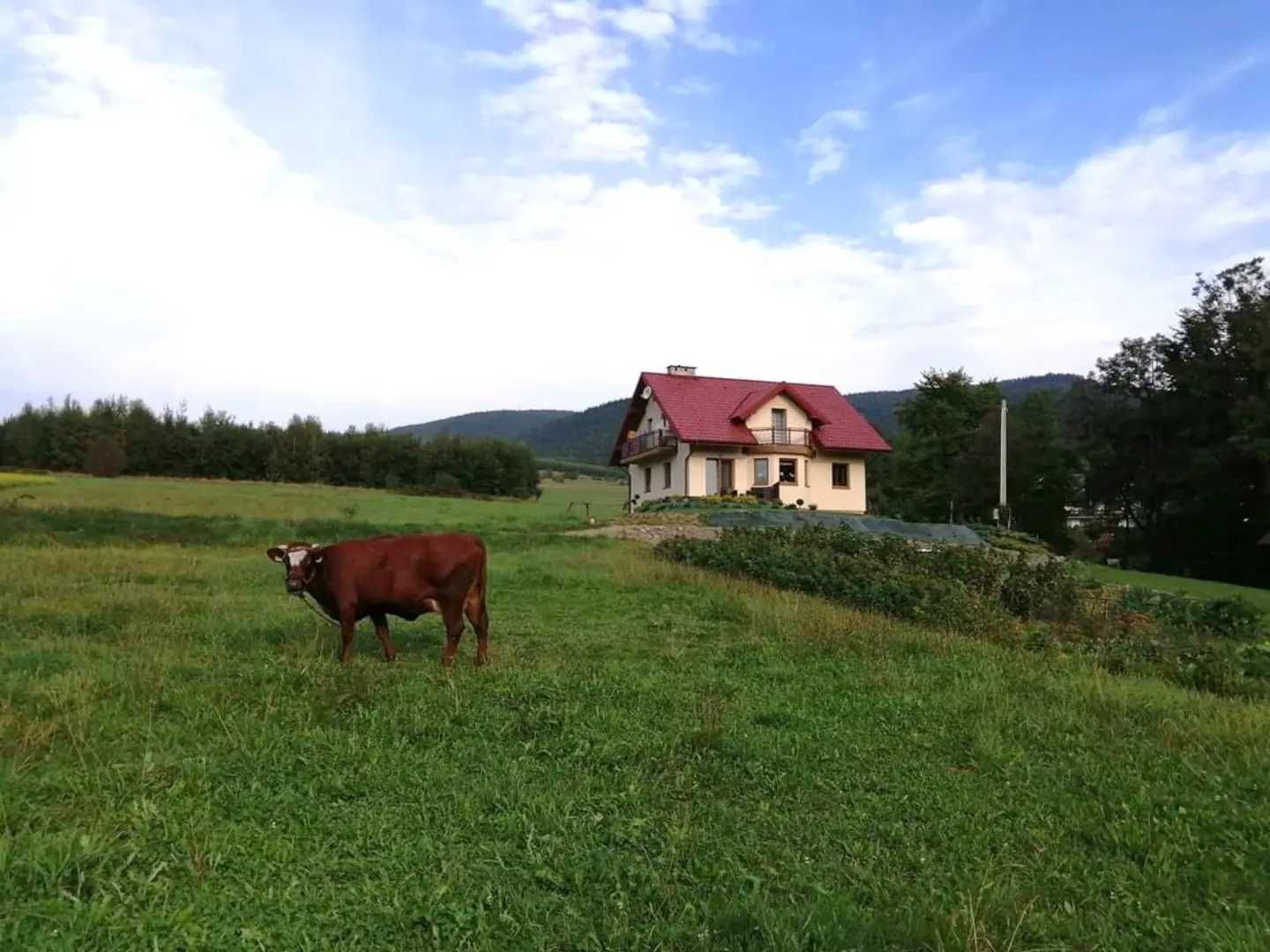 Nad Strumykiem w Beskidzie Wyspowym