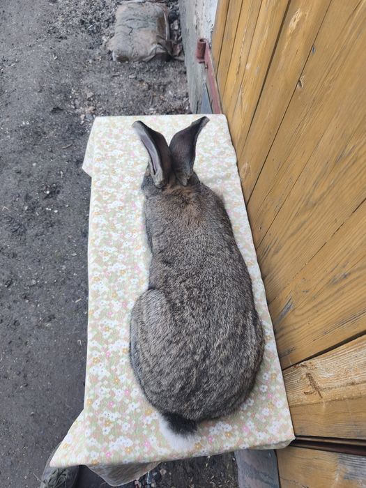 Belgijski olbrzym szary