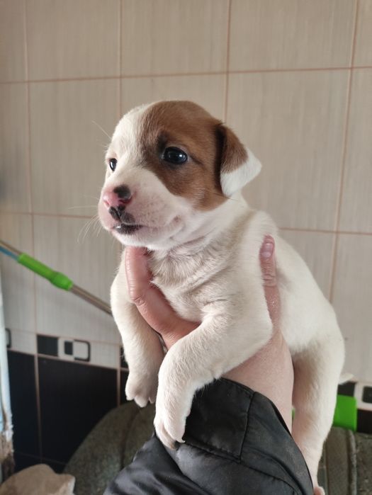 Джек Рассел тер'єр