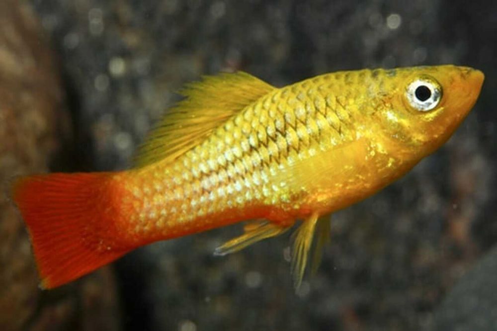 Zmienniak wielobarwny - Xiphophorus variatus - Platka - Platynka