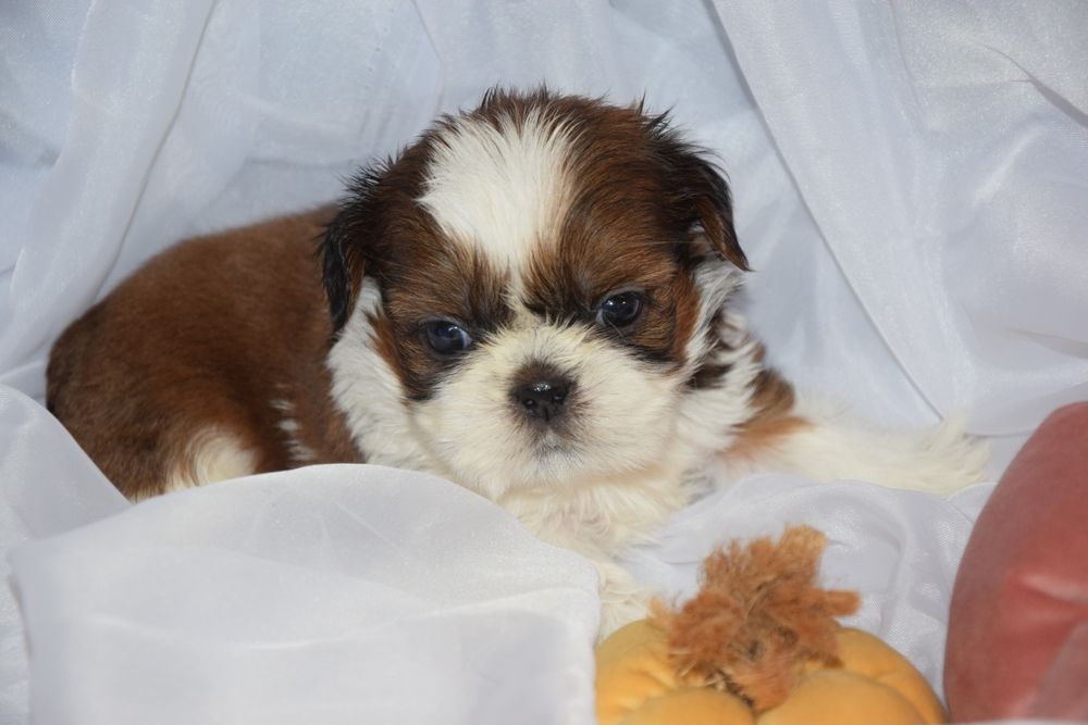Felix pies chłopczyk Shih Tzu piękny szczeniak rodowód