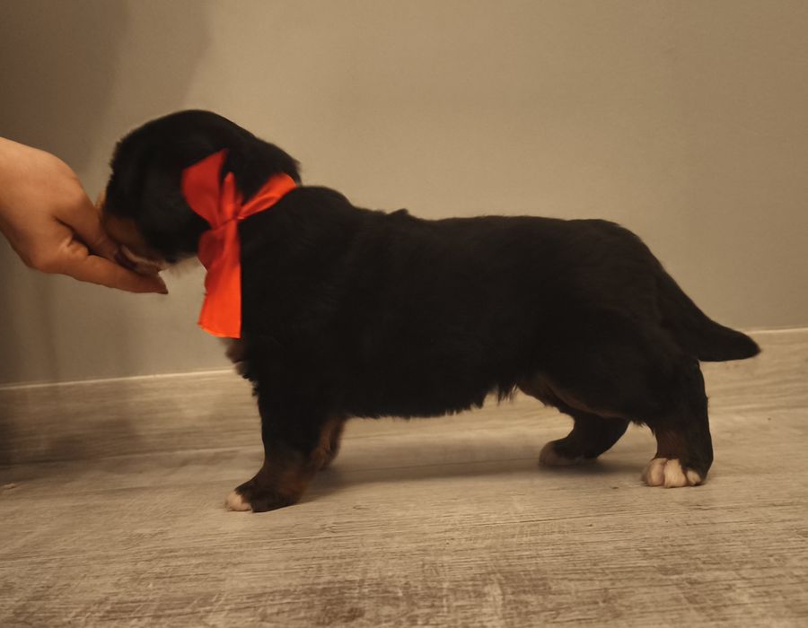 Berneński pies pasterski, chłopiec z metryka FCI / ZKwP po przepadanyc