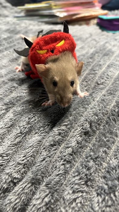 Крисятка девочки