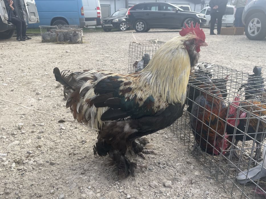 Півник породи Фавероль