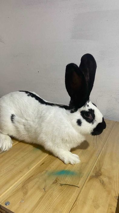 Німецький  строкатий