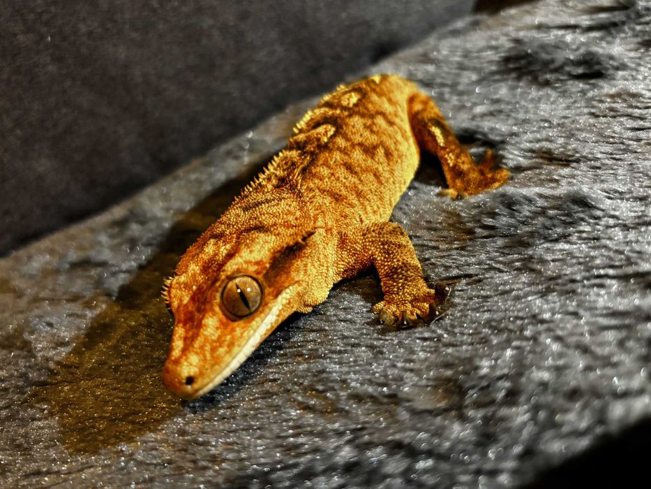 Gekon orzęsiony samica gold flame z cechą white kneecaps.