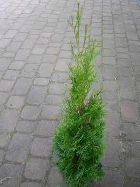 Tuja szmaragd około 50/60 cm
