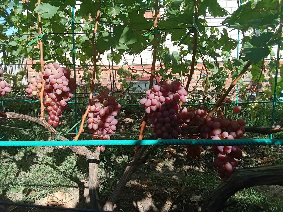 Продам однолетние саженцы винограда столового сорта Киш-Миш Лучистый