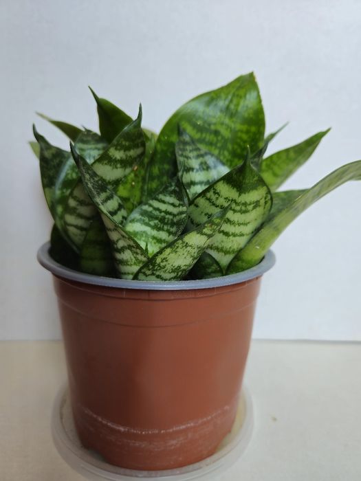 Planta Espada de São Jorge em Vaso Plástico 12 cm