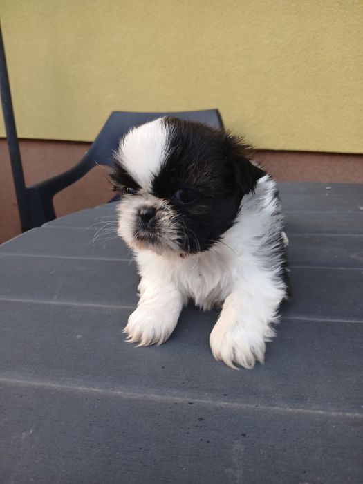 Shih tzu śliczny piesek