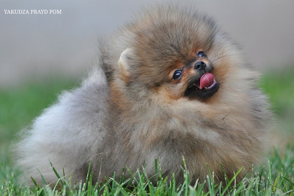 До уваги красень Кузя