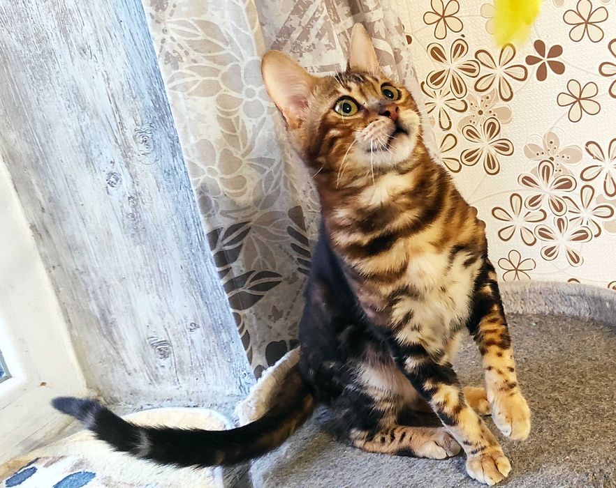 Мармурове бенгальське кошеня, бенгал