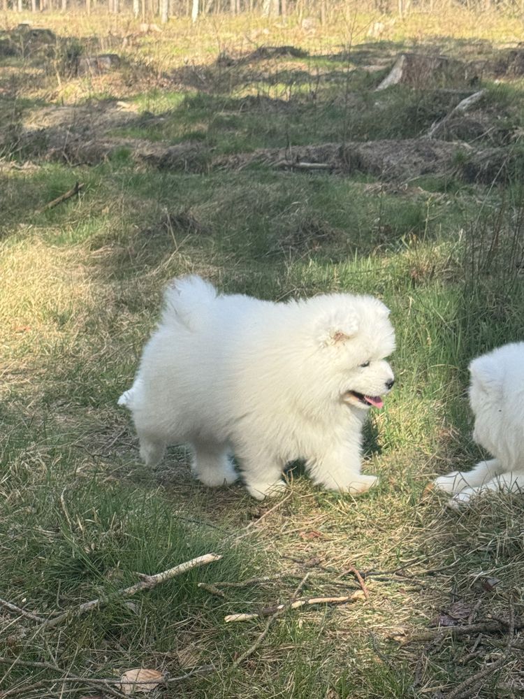 Samoyed Piesek - chłopiec - OSTATNI !!! Nie pozwól mu dlużej czekać :)