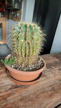 Kaktus kulisty -fotel teściowej 13letni