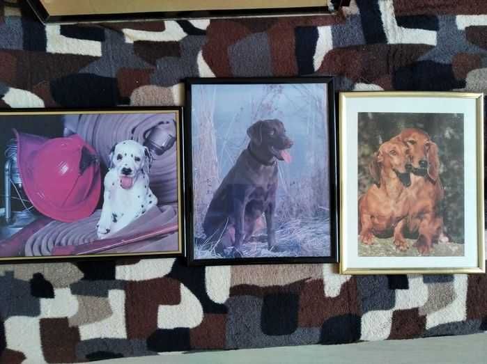 Obrazy z psami, owczarek, dalmatyńczyk