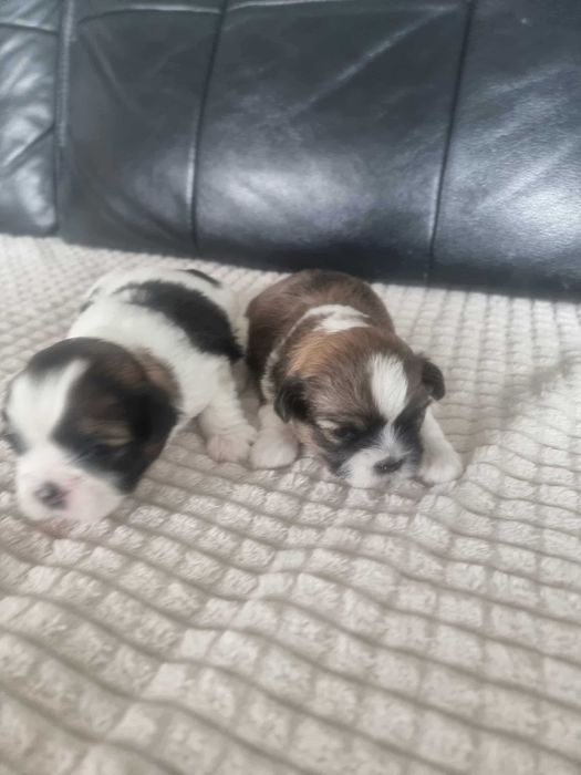 Shih Tzu tricolor szczeniak