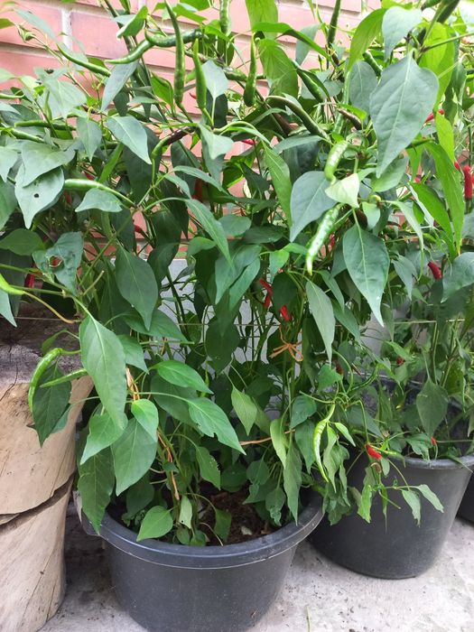 Перец чили тайский очень острый