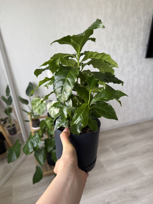 Кава Арабіка 14 горщик, продаю разом з горщиком