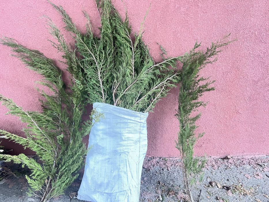 Продам тую метрова свіжий зріз