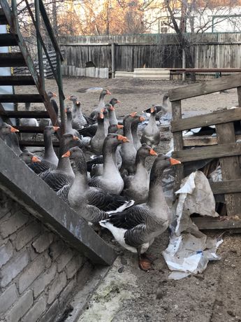 Продам стадо гусей, породи велика сіра