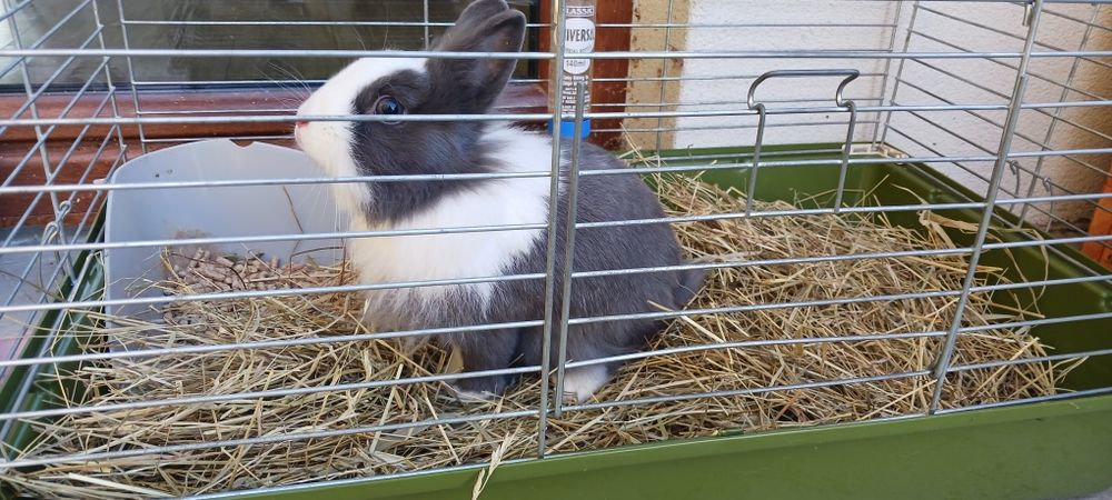 Królik miniaturka , klatka