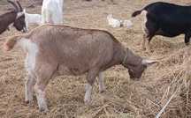 Koza British toggenburg