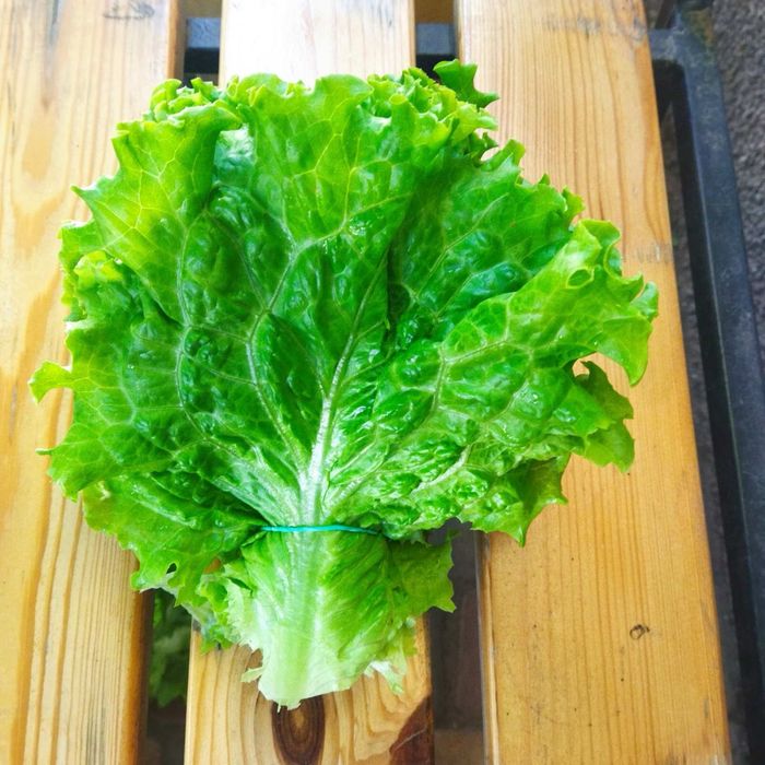 Укроп , Петрушка, шпинат , щавель . Великий асортимент Опт та роздріб