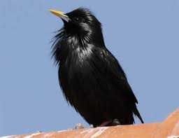 Aves insetivoras anilhadas2024/2025