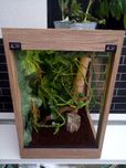 Terrarium nr20 40/40/60 dąb craft dla gekona orzęsionego NA ZAMÓWIENIE