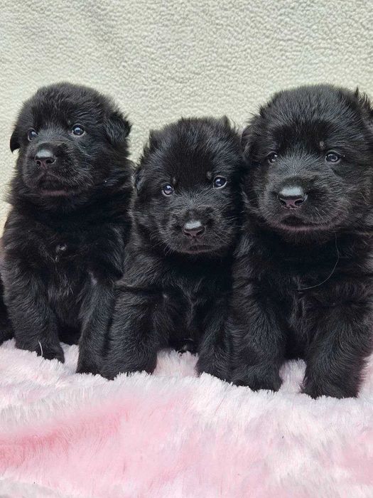 Щенки черной немецкой овчарки