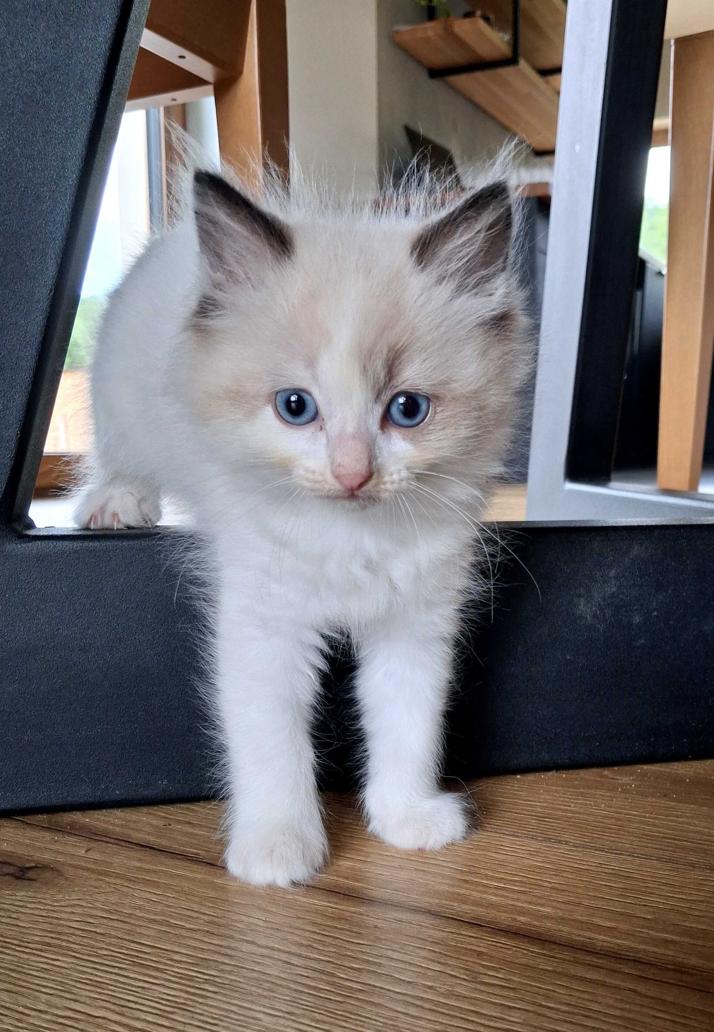Ragdoll KOTKA rodowód WCF