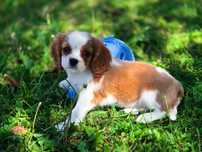 Cavalier king  charles spaniel suczka domowa legalna hodowla