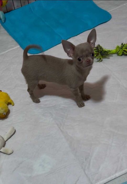 Лиловая девчонка чихуахуа, мини.