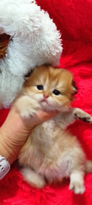 Шотландський висловухий котик золота шиншила