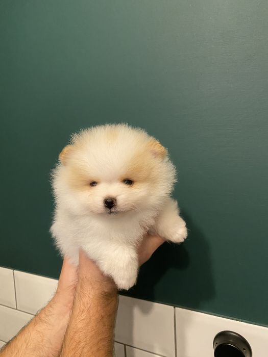 Szpic minaiturowy pomeranian