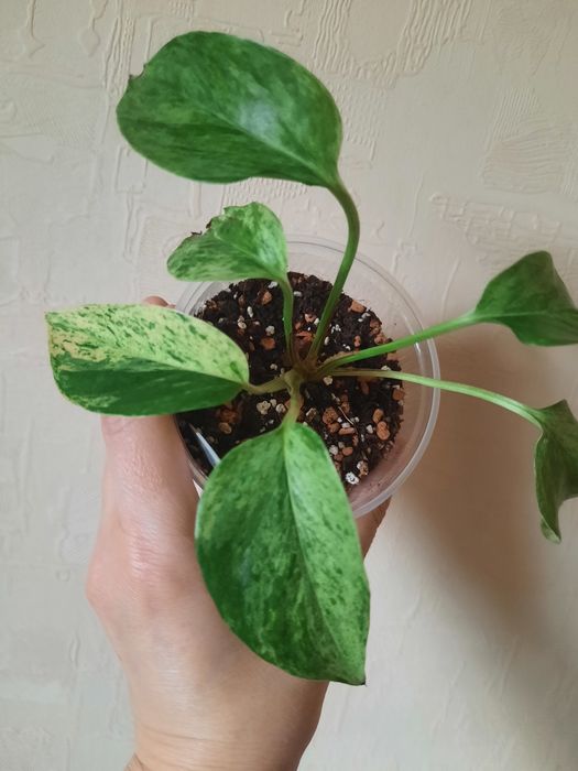 Епіпремнум  Марбл Квін , Pinatum var