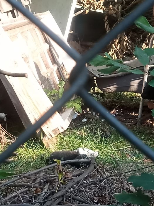 Oddam śliczne  kotki za darmo