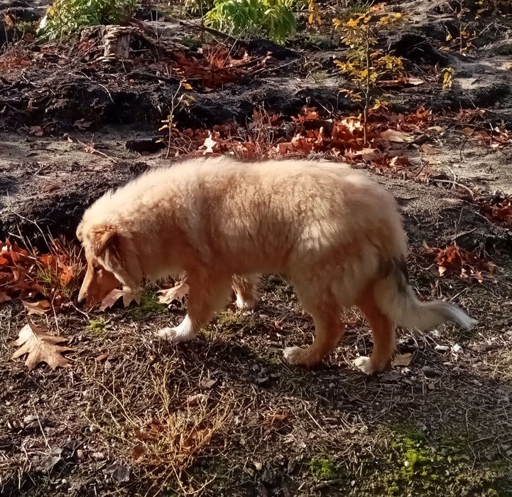 Owczarek szkocki collie